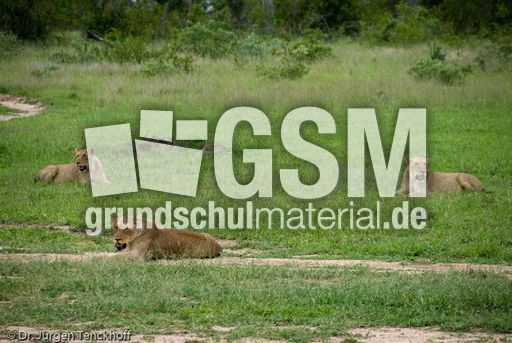 Löwen (45 von 69).jpg